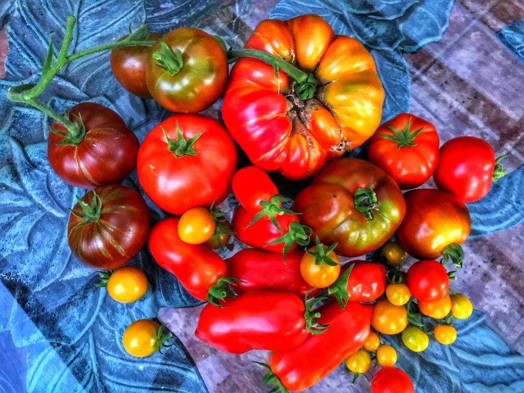 tomato image